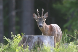 <p>SRNEC OBECNÝ (Capreolus capreolus)</p>